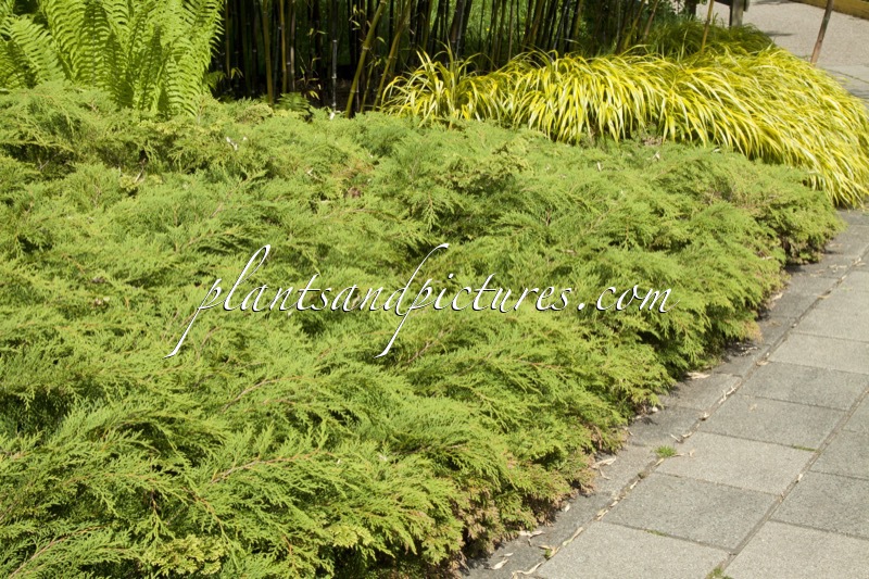 Microbiota decussata