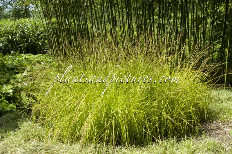 Carex elata ‘Aurea’