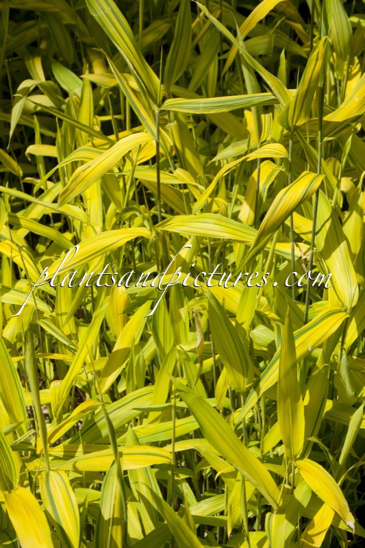 Pleioblastus auricomus