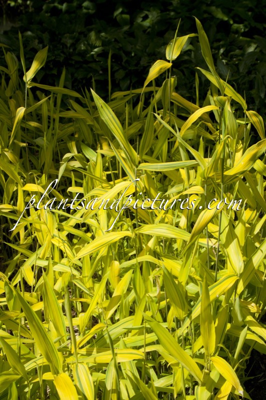 Pleioblastus auricomus