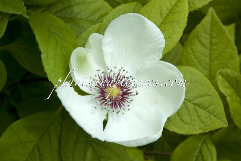 Stewartia malacodendron
