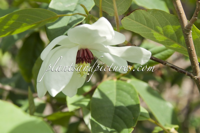 Magnolia wilsonii