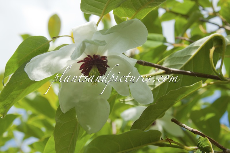 Magnolia wilsonii