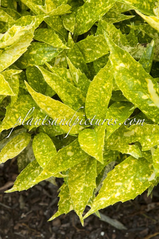 Aucuba japonica ‘Hélène’