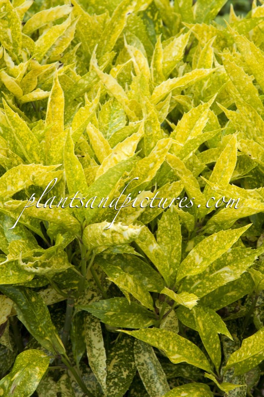Aucuba japonica ‘Hélène’