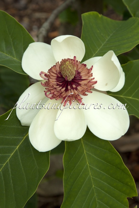Magnolia wieseneri