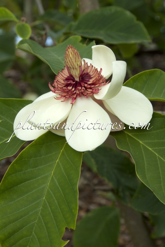 Magnolia wieseneri
