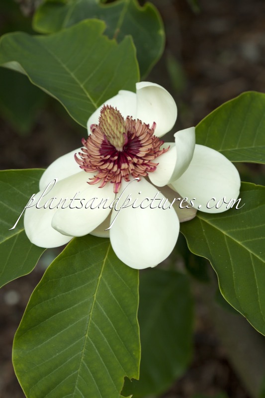 Magnolia wieseneri