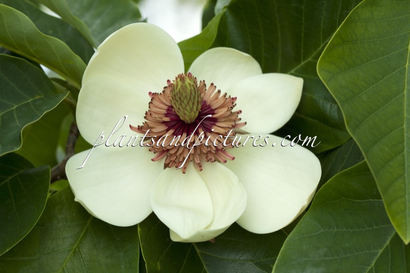 Magnolia wieseneri