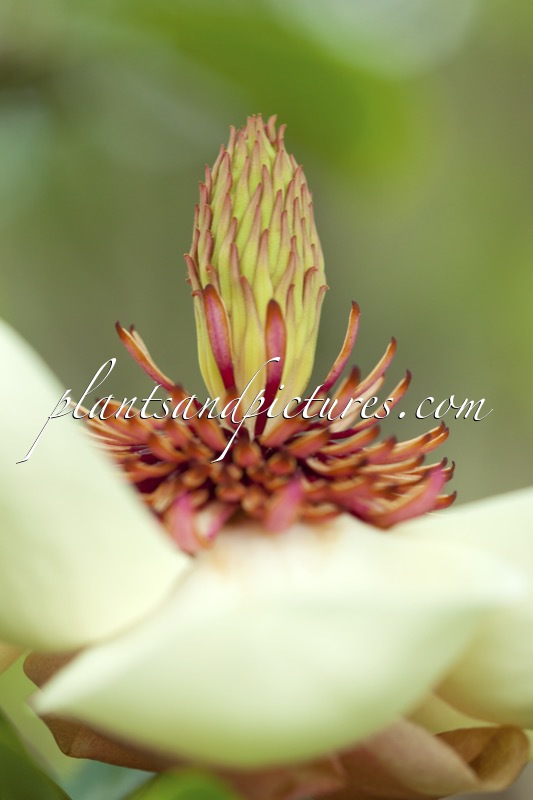 Magnolia wieseneri