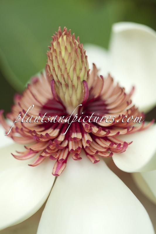 Magnolia wieseneri