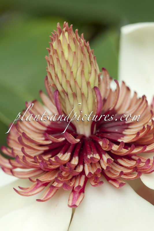 Magnolia wieseneri