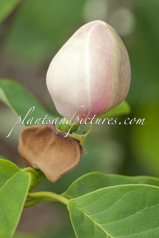 Magnolia wieseneri