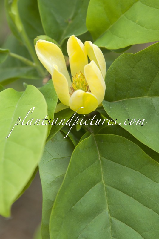 Magnolia acuminata subsp. subcordata