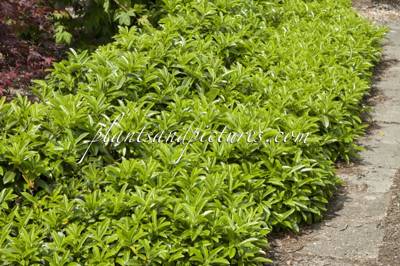 Prunus laurocerasus ‘Mount Vernon’