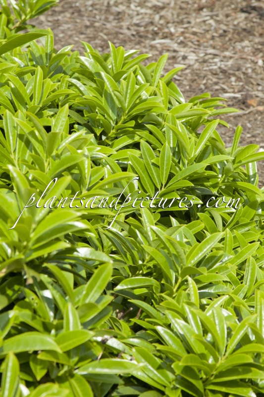 Prunus laurocerasus ‘Mount Vernon’