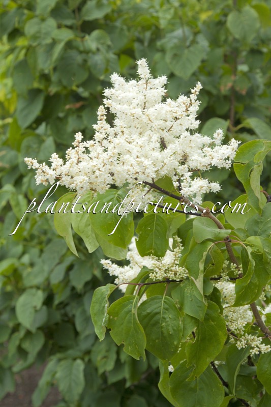 Syringa pekinensis