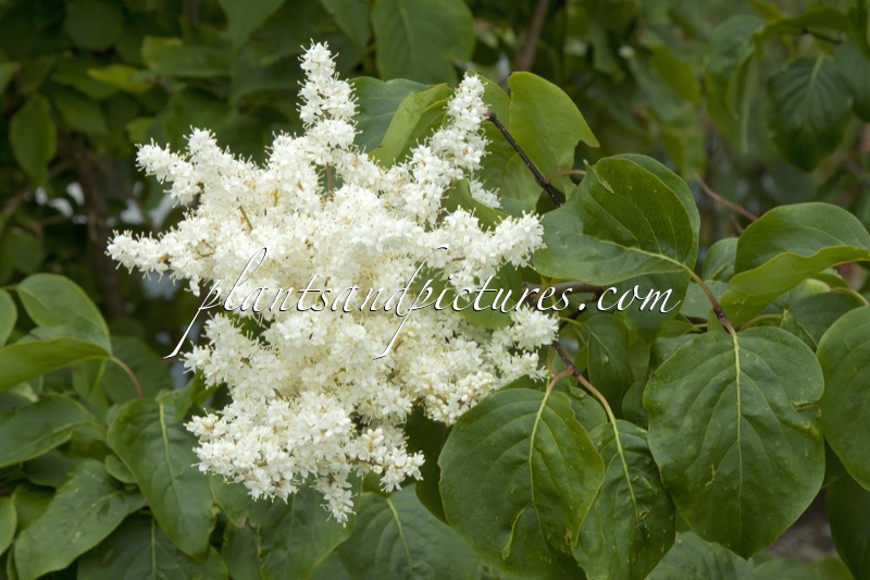Syringa pekinensis