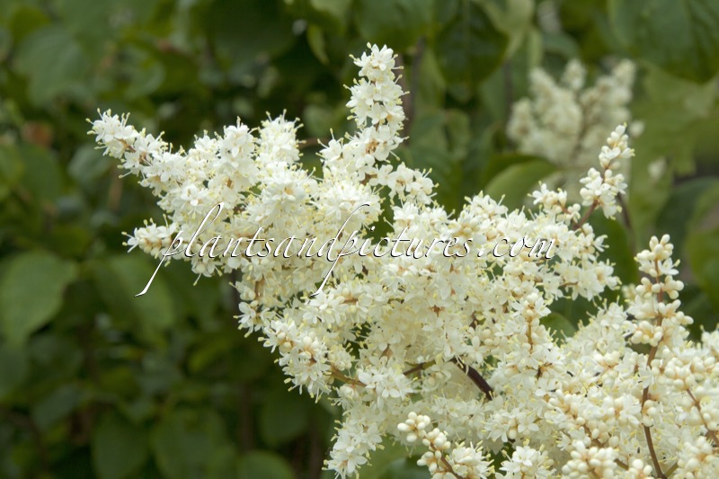 Syringa pekinensis
