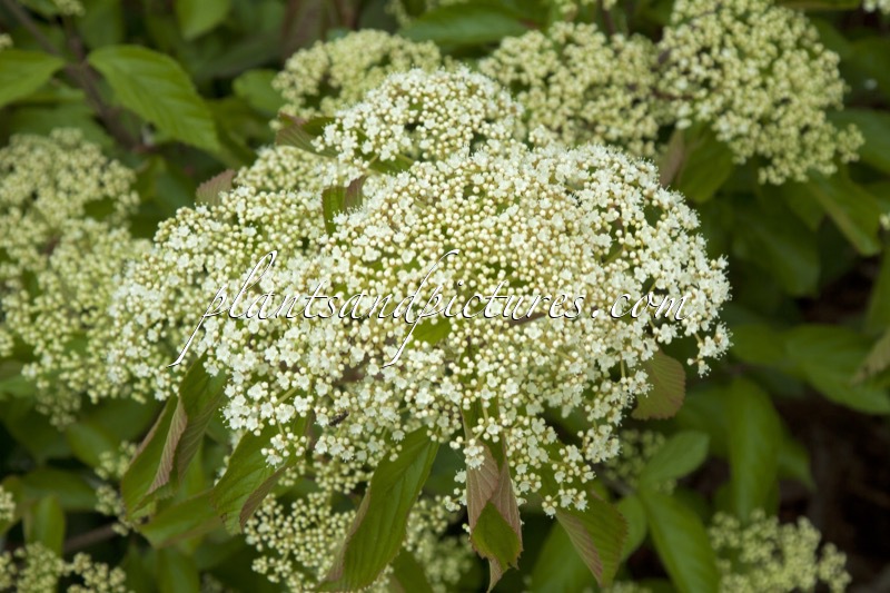 Viburnum dilatatum ‘Sealing Wax’