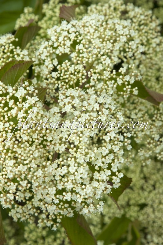 Viburnum dilatatum ‘Sealing Wax’