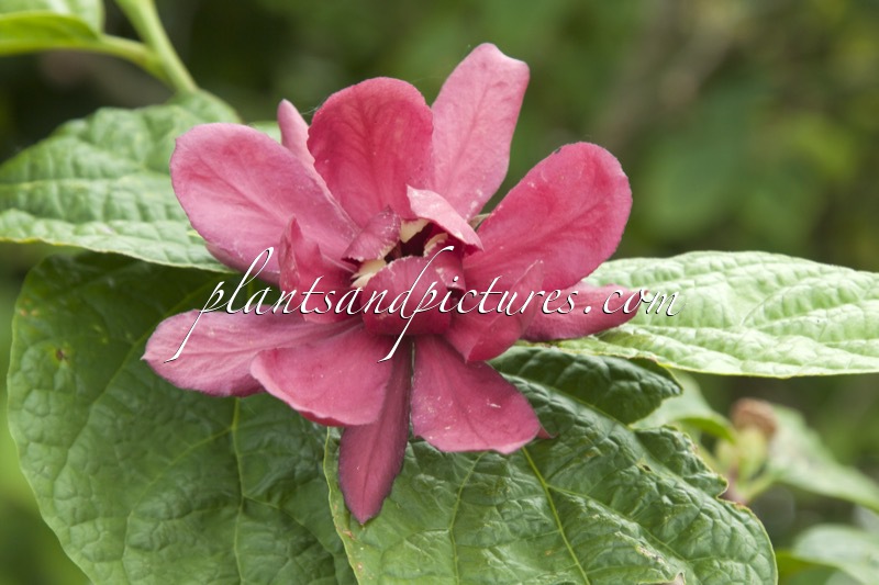 Calycanthus raulstonii ‘Hartlage Wine’