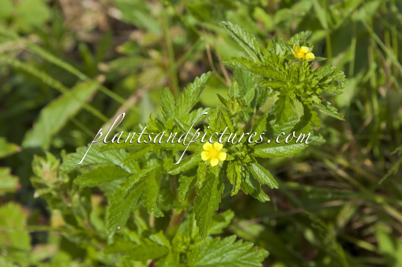 Potentilla thuringiaca
