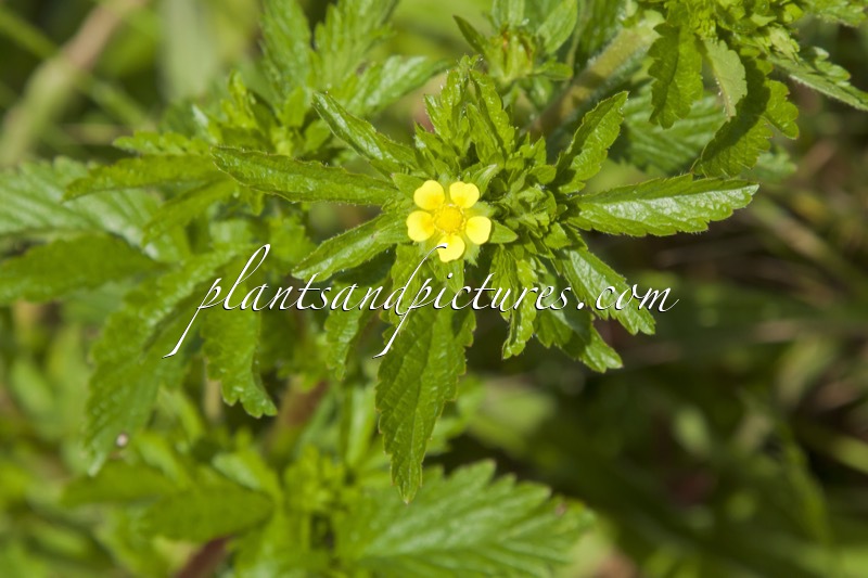 Potentilla thuringiaca