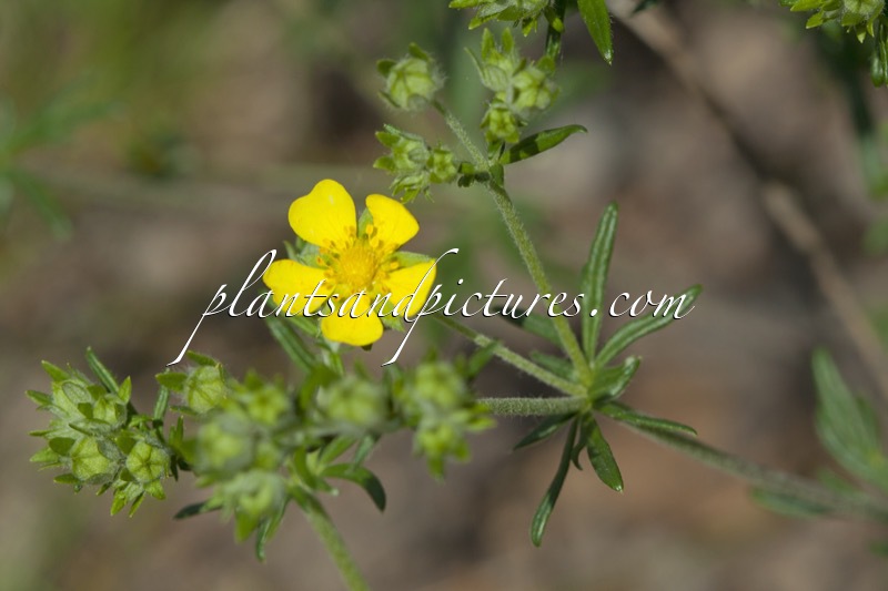 Potentilla thuringiaca