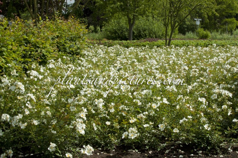 Rosa ‘Bokrarug’ (RUGBY)