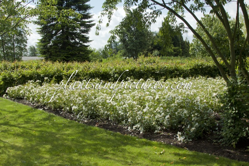 Rosa ‘Bokrarug’ (RUGBY)