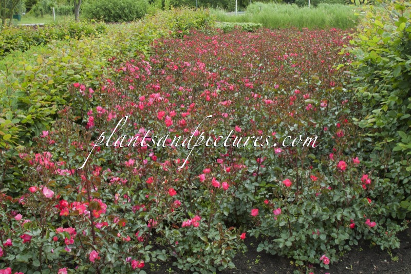 Rosa ‘Bokraruibas’ (BASEBALL)