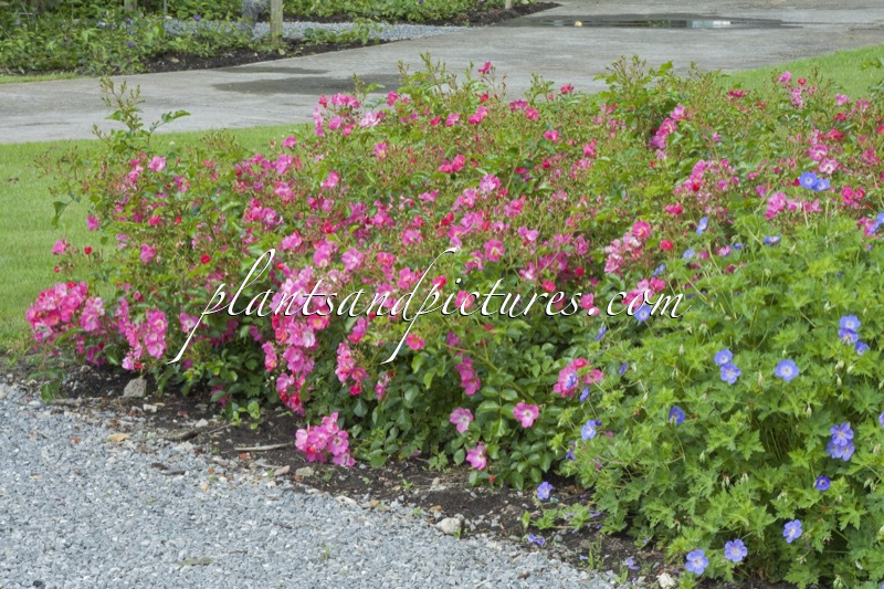 Rosa ‘Bokramar’ (FLORIADE 2002)