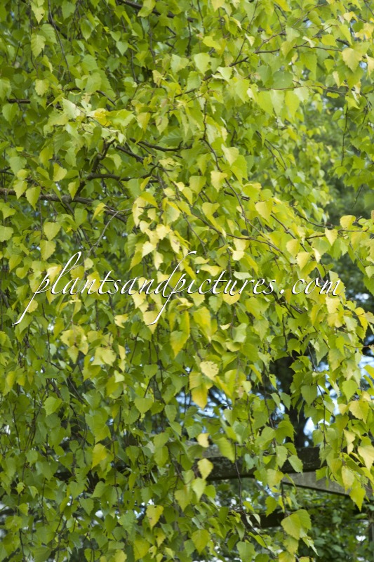 Betula pendula ‘Schneverdinger Goldbirke’
