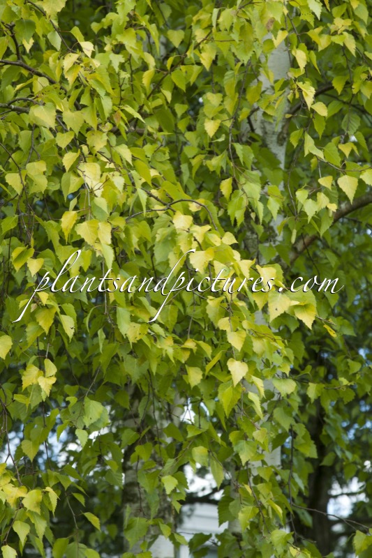 Betula pendula ‘Schneverdinger Goldbirke’