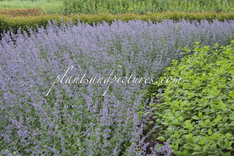 Nepeta ‘Grol’