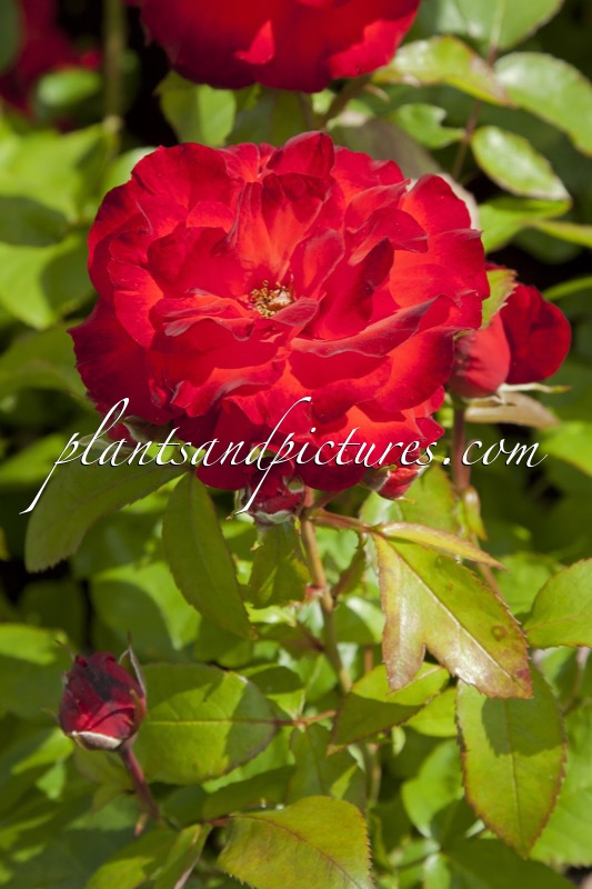 Rosa ‘Macsat’ (SATCHMO)