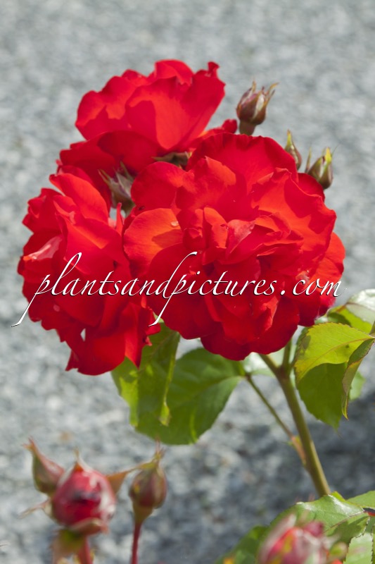 Rosa ‘Macsat’ (SATCHMO)