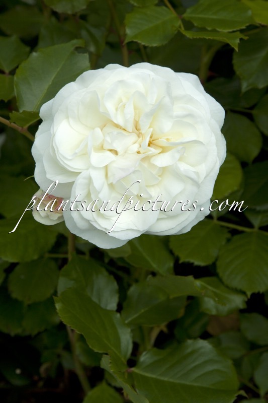 Rosa ‘Geaaward’ (WEDDING ROSE)