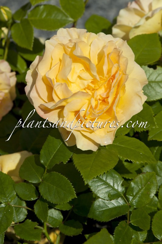 Rosa ‘Jacfries’ (JOYCE)