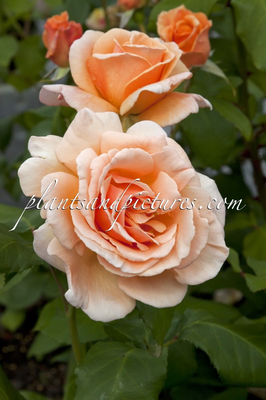 Rosa ‘Macswanle’ (CLODAGH MCGREDY)