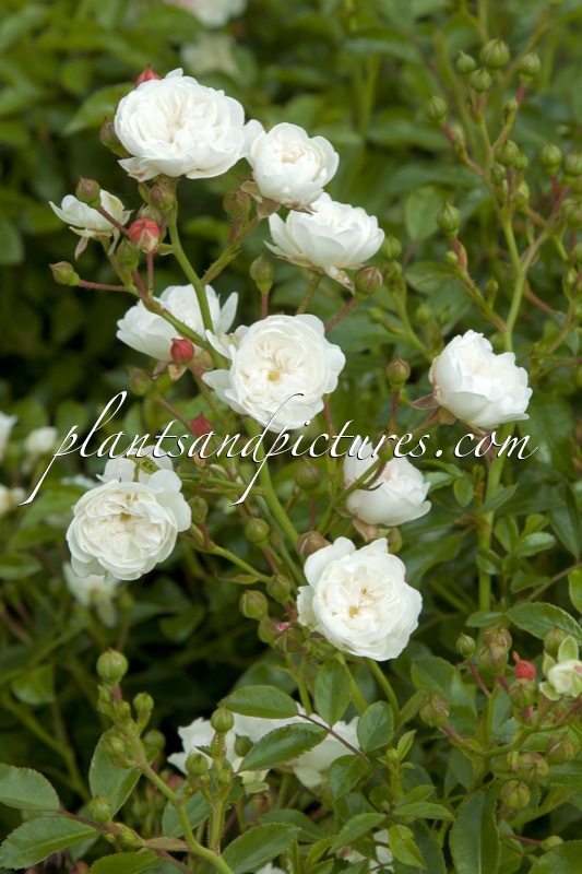 Rosa ‘Spekren’ (CRYSTAL FAIRY)