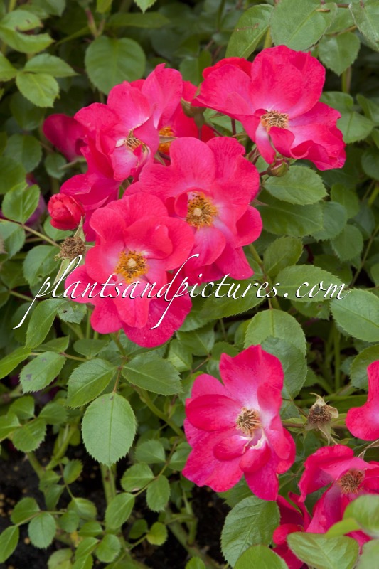 Rosa ‘Jacsinpi’ (CHERIE)