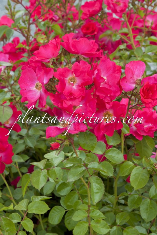 Rosa ‘Jacsinpi’ (CHERIE)