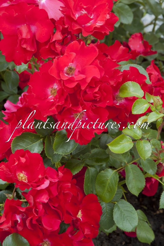 Rosa ‘Jacmonre’ (DE BAANTJER ROOS)