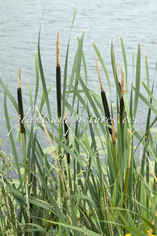Typha angustifolia