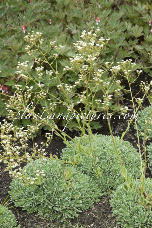 Saxifraga paniculata ‘Ria’