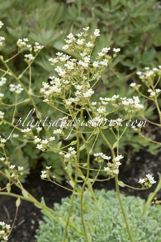 Saxifraga paniculata ‘Ria’