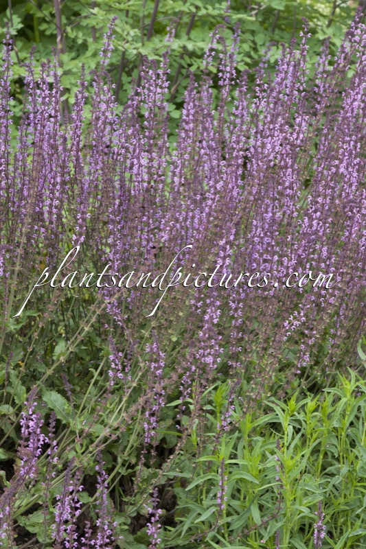 Salvia nemorosa ‘Serenade’