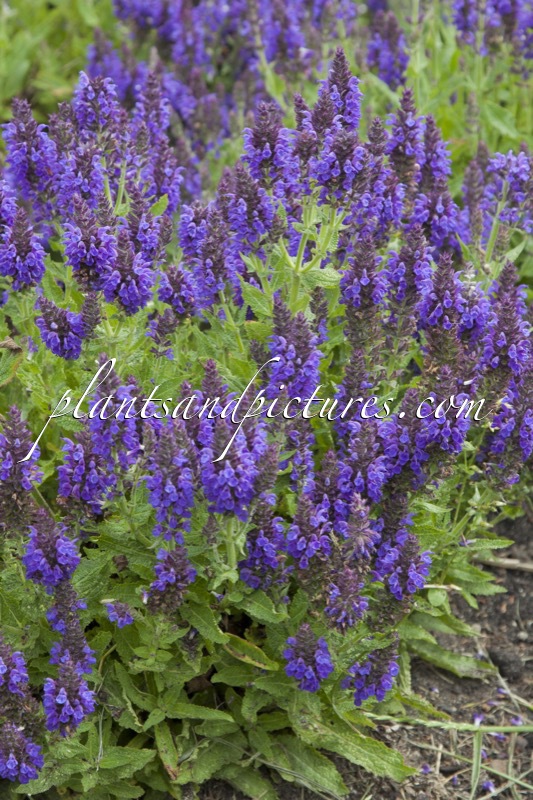 Salvia nemorosa ‘Haeumanarc’ (MARCUS)